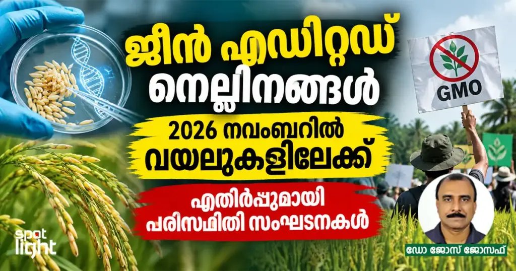 ജീൻ എഡിറ്റഡ് നെല്ലിനം 2026 നവംബറിൽ വയലുകളിലേക്ക്; എതിർപ്പുമായി സംഘടനകൾ