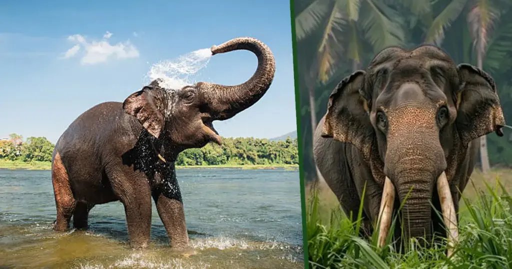 തിരുവനന്തപുരം മൃഗശാല മാറ്റുന്നത്: ആനകളുടെ ആവാസവ്യവസ്ഥയിൽ ചർച്ച